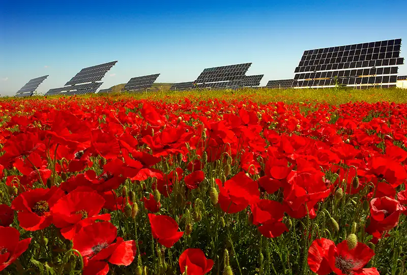 Entwicklung von Photovoltaik- und Batteriespeicherprojekten